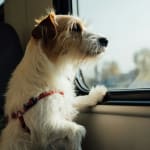 12 tips for traveling with your pet